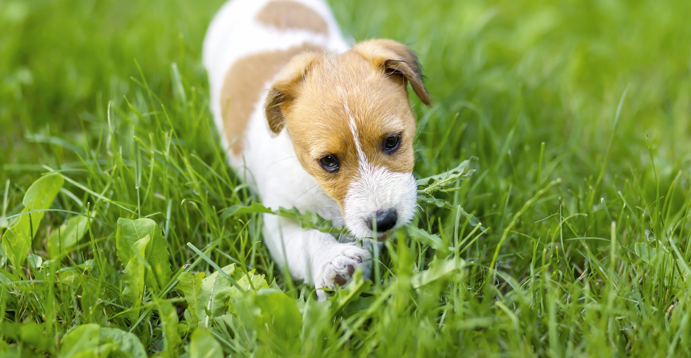 Why does my dog eat grass? And when is it not safe for them?